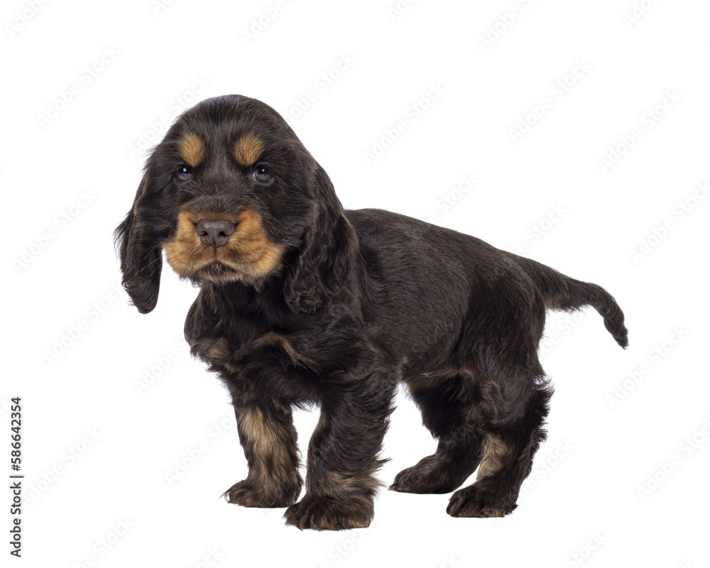 Adorable choc and tan English Coclerspaniel dog puppy, standing up side ways. Looking towards camera, isolated cutout on a transparent background.