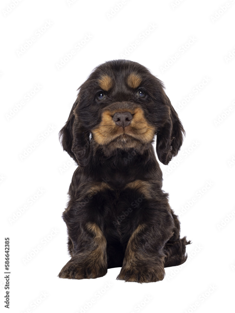 Adorable choc and tan English Coclerspaniel dog puppy, sitting up facing front. Looking towards camera, isolated cutout on a transparent background.