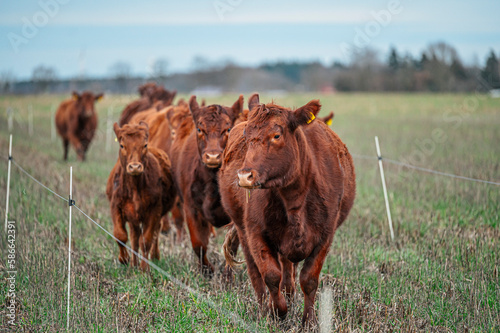 Glückliche rote Angus Rinder auf grüner Weide 