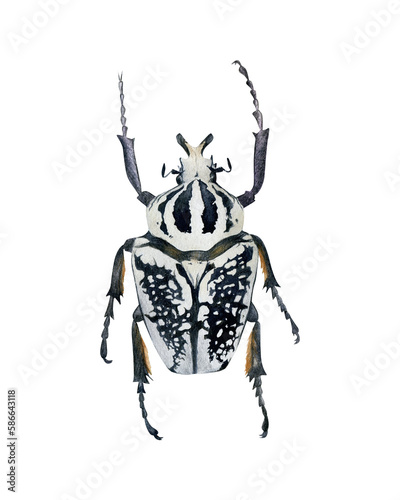 Goliath beetle illustration isolated. Hand-drawn watercolor black and white bug. Scarab beetle. Goliathus. Scarabaeidae. Cetoniinae. Coleoptera species collection. Insect photo