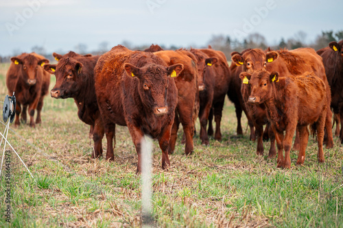 Rote Angus Rinder auf grüner Weide im Holistischen Management © Jan Wagner