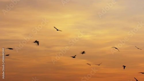 Seagull Birds Flying over Sea at Sunset Slow Motion