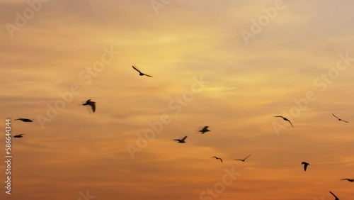 Wallpaper Mural Seagull Birds Flying over Sea at Sunset Slow Motion Torontodigital.ca