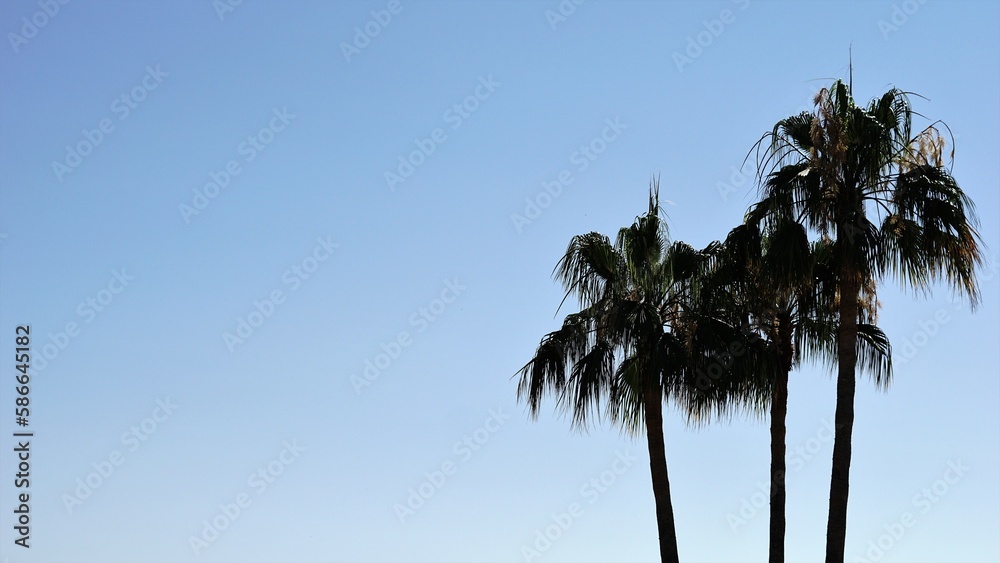 Obraz premium palm tree against blue sky