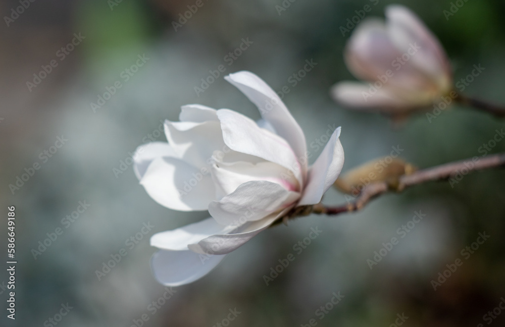 custom made wallpaper toronto digitalWhite magnolia flowers bloom, spring.