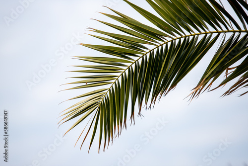 Green palm leaves against the blue sky, tropical paradise background.