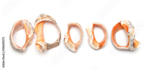 sea shells clam pink mother-of-pearl on a white background