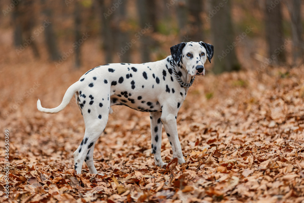 Dalmatian breed dog close-up in the autumn forest