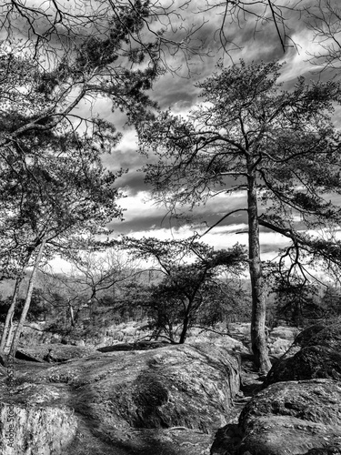 Vertical black and white image of the trees lining the cliffs of the Potomac River on the Great Falls Virginia Side photo