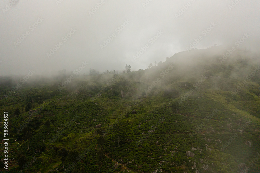 Green tea plantation covered with fog and clouds, Sri Lanka. Tea estate landscape. Lipton's Seat.