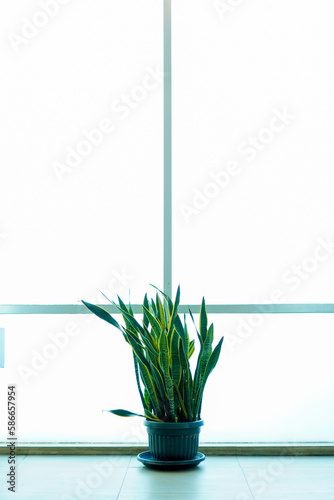 Green Mother-in-Law's Tongue Plant or Sansevieria Trifasciata Prain with Copy Space Against White Window photo
