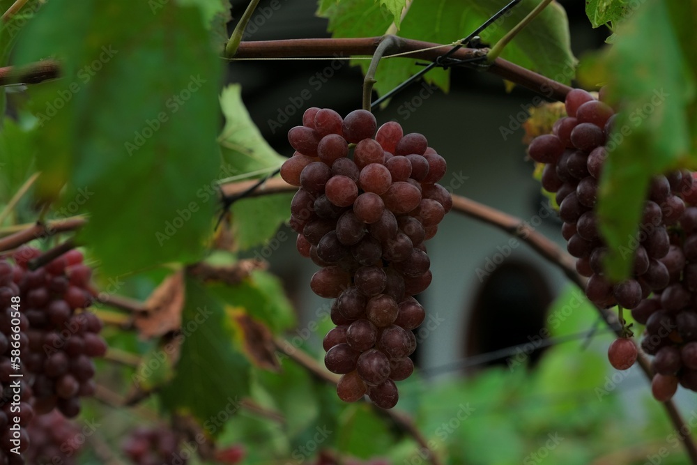 Hanging grapes