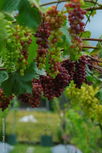 Hanging grapes on tree photo