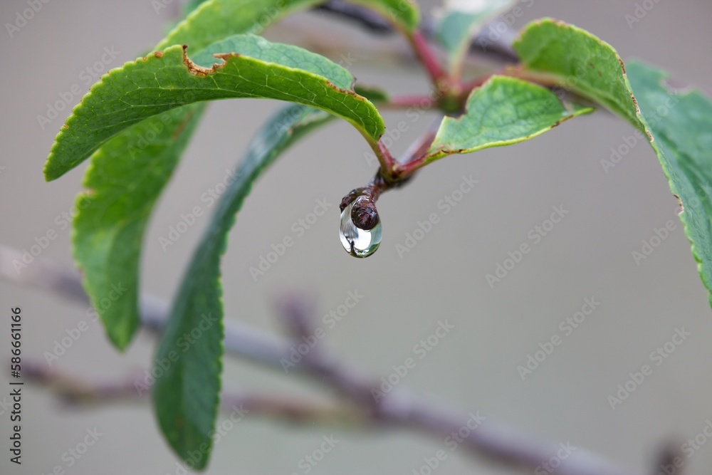 Rama de almendro despues de tormenta con gota de agua Rama de almendro despues de tormenta con gota de agua