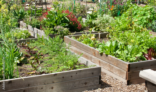 Assorted raised garden beds growing fresh vegetables