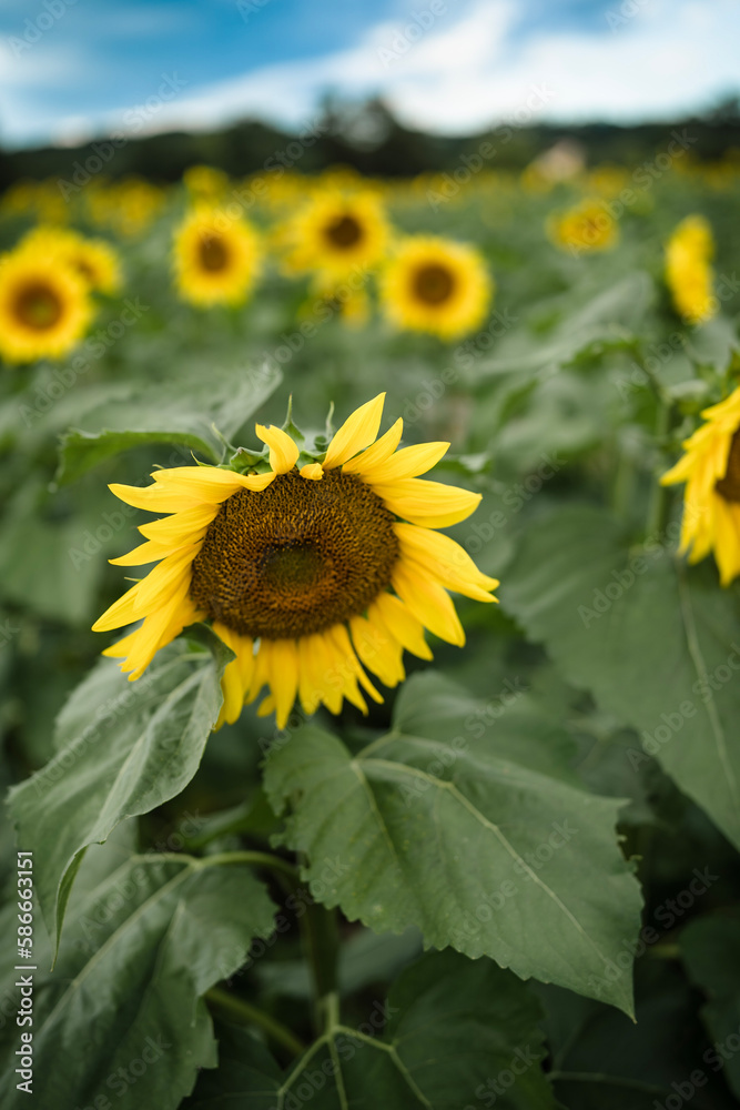 Obraz premium field of sunflowers