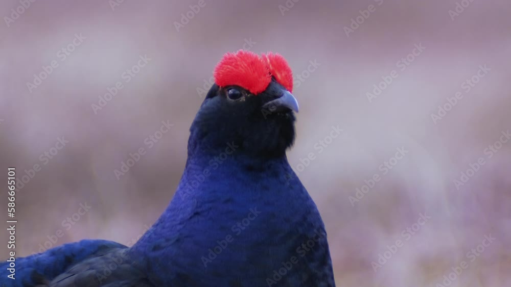 Close up of Lekking Black grouse Tetrao tetrix early in the morning. Male of grouse on the bog. European nature. Close up of Lekking Black grouse Tetrao tetrix early in the morning. Male of grouse on the bog. European nature.