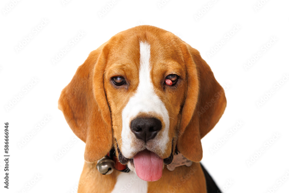 Beagle dog suffer from cherry eye disease.. Isolated on white background.