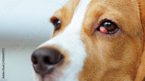 Beagle dog suffer from cherry eye disease.
