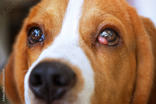 Canvas Print Beagle dog suffer from cherry eye disease.