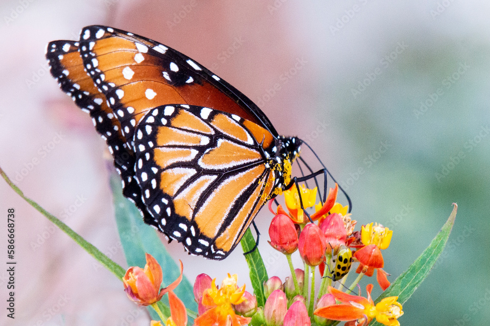 Fototapeta premium Queen Butterfly Feeding Closeup