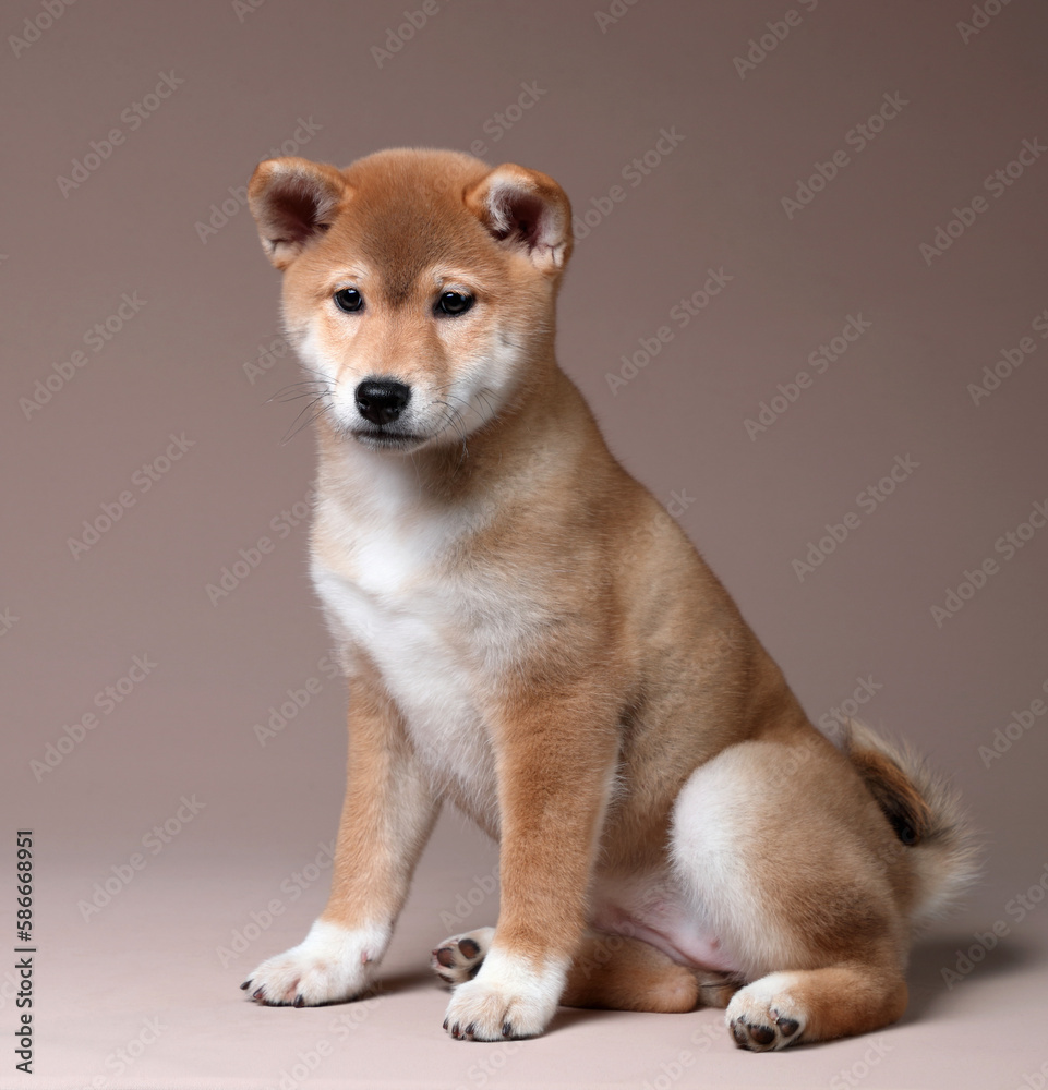 Cute fluffy Shiba Inu puppy. red puppy