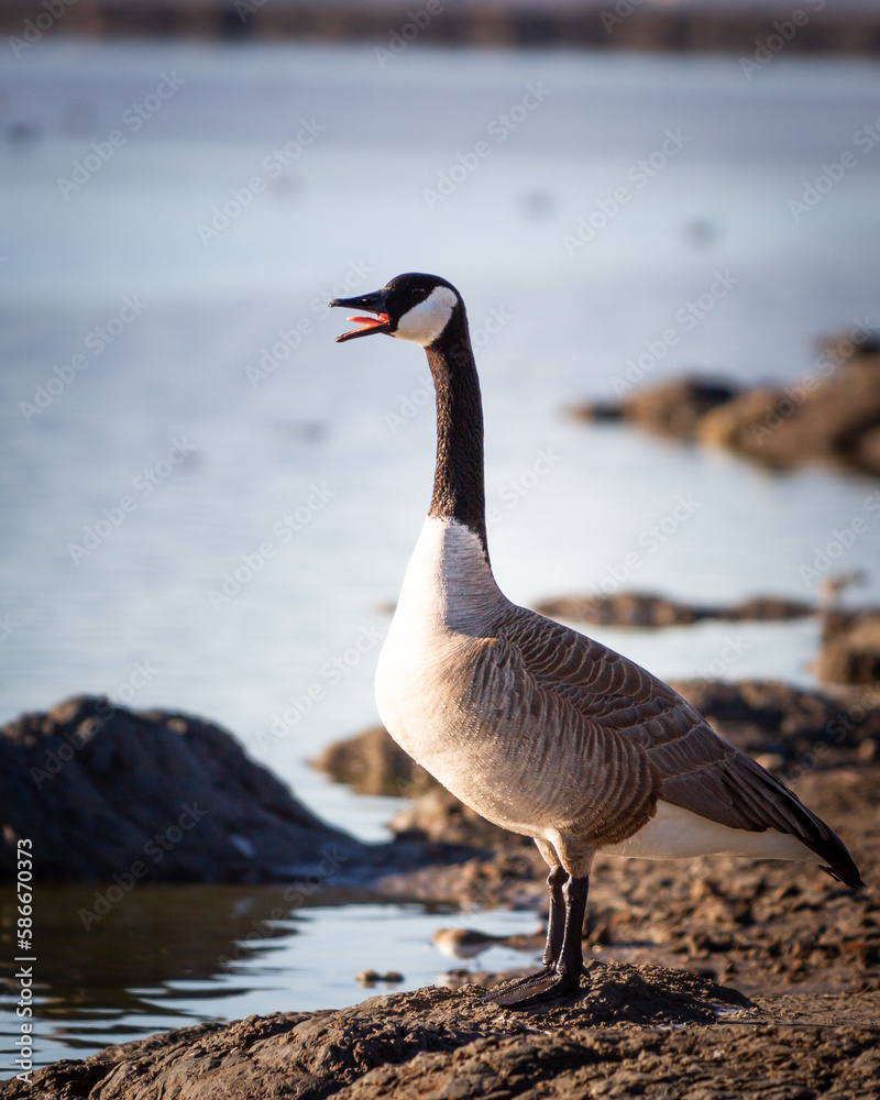 Canada Goose at Don Edwards Canada Goose at Don Edwards
