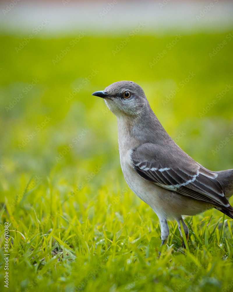 Obraz premium Northern Mockingbird