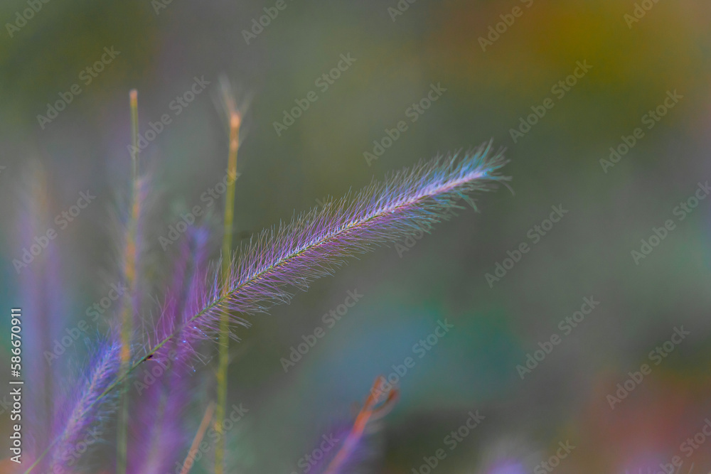 Obraz premium flowers in the field