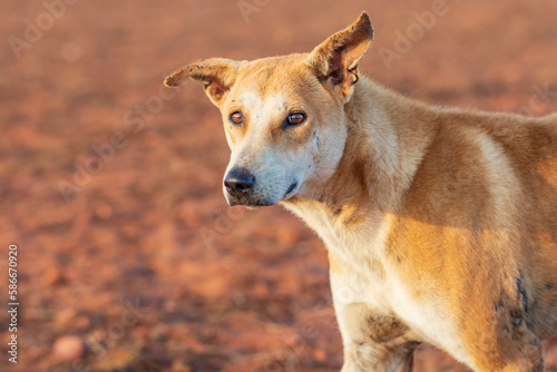 portrait of a dog from India 