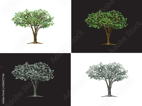 set of African Acacia trees extracted and isolated on white and black background