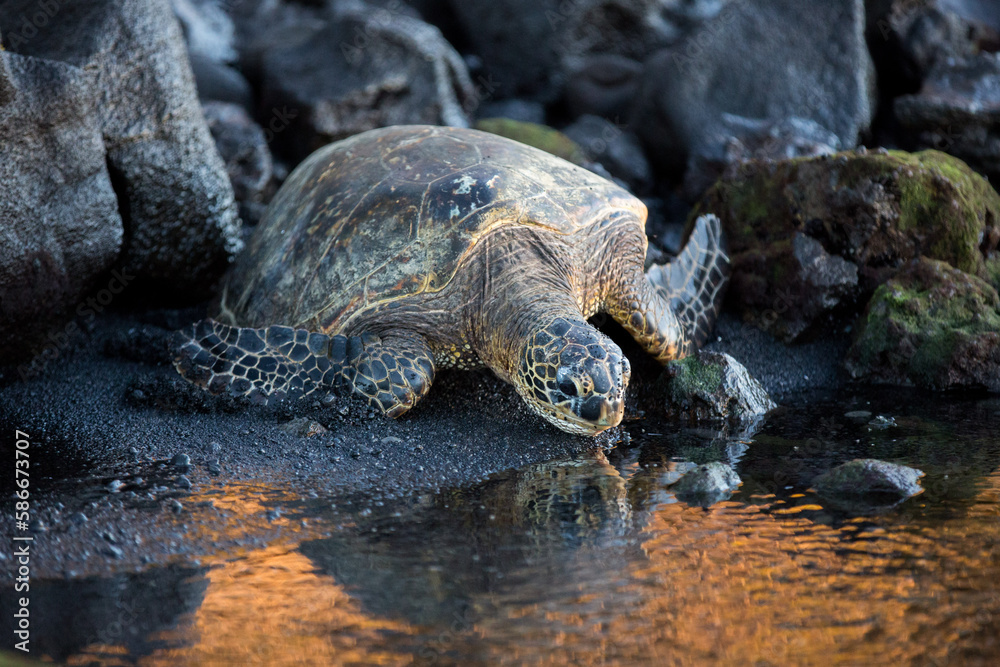 Obraz premium Sea Turtle on Black Sand returning to Ocean