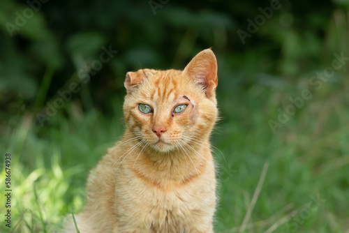 Beaten homeless red cat with a broken ear on the street.Portrait of a homeless cat.The theme of stray animals.