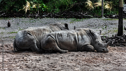 African rhinoceroses on the sand. Latin name - Diceros bicornis	