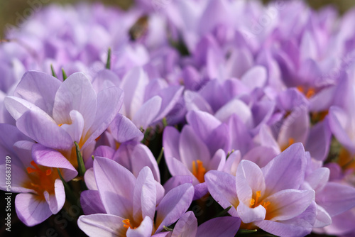 Texture of blooming purple crocuses.