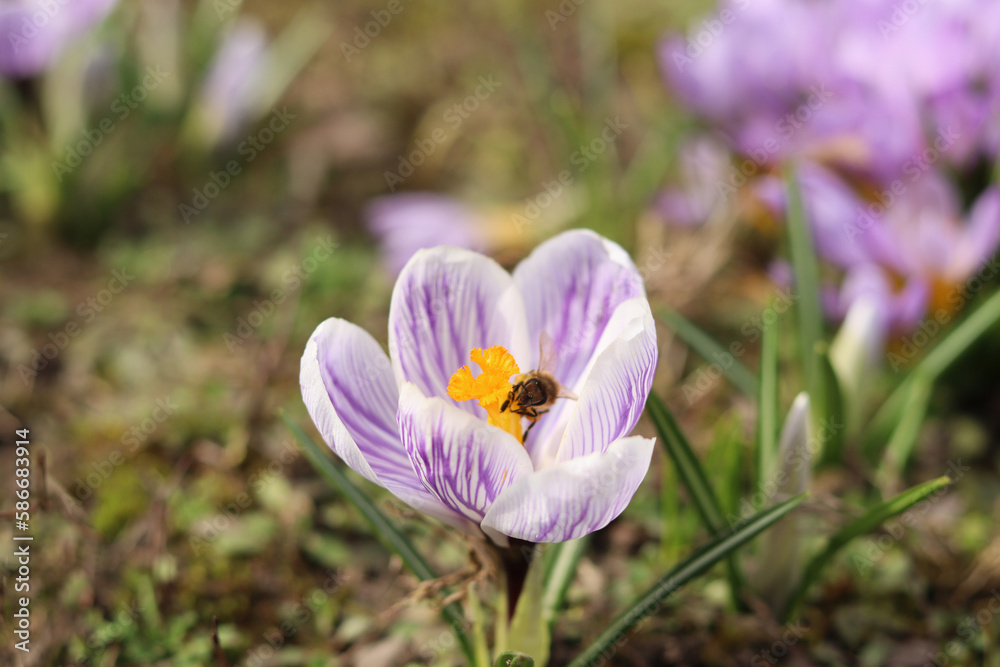 Fototapeta premium A striped crocus with a honey bee inside.
