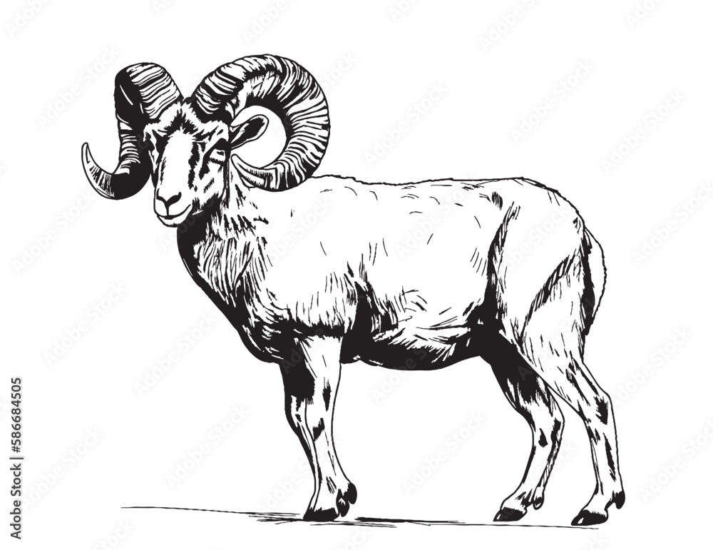 Animal ram hand drawn sketch illustration Farm animals