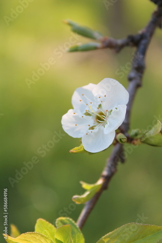 Fiore di prugno con sfondo verde