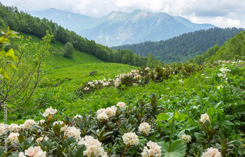 rhododendron flowers in the caucasus mountains