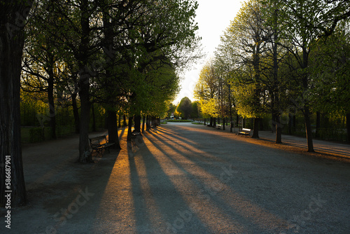 Fototapeta Naklejka Na Ścianę i Meble -  Sunset lights through the trees