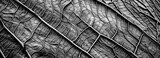 Abstract macro leaf patterns monochrome background. High resolution black and white image