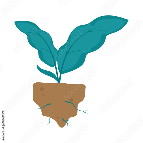 planted seedling grows organic garden