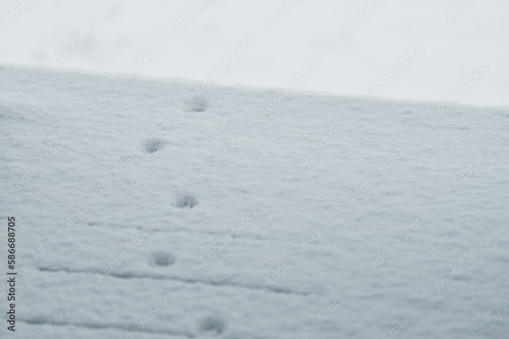 animal tracks on fresh snow
