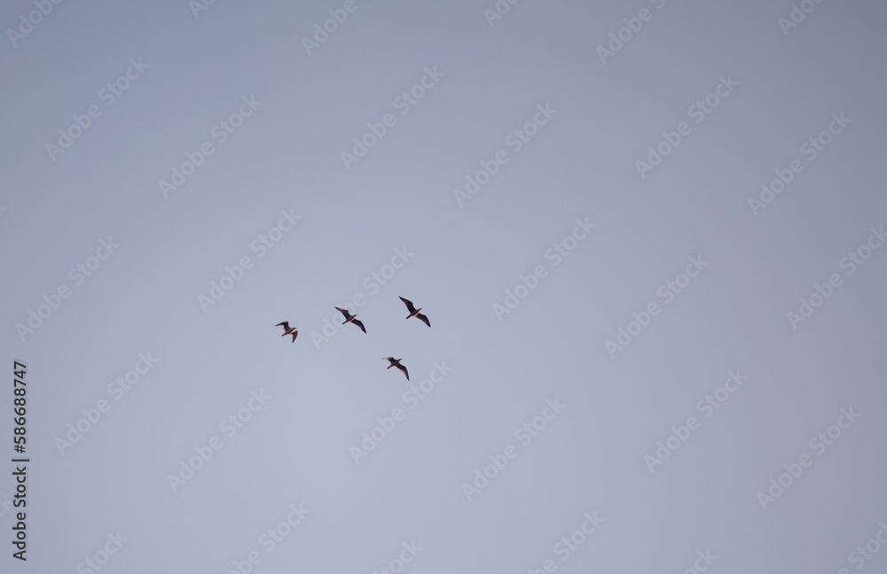 a flock of birds isolated in the sky