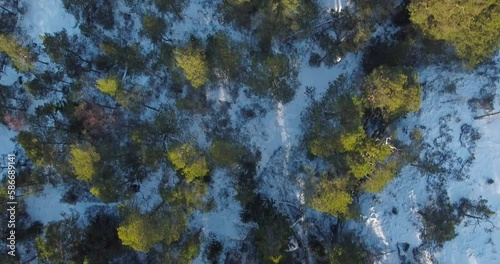 Wallpaper Mural Aerial view of forest treetops with top down view in winter, Kopparnäs, Finland. Torontodigital.ca