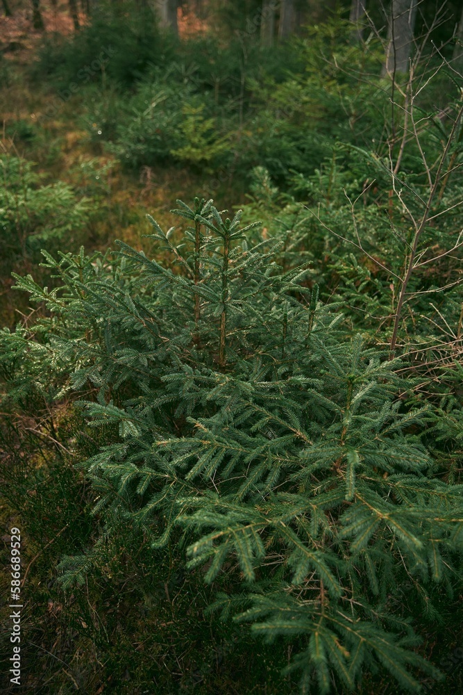 Green sprouts of spruce trees. Young sapling of spruce grows in the forest ground with green moss. Small coniferous tree.