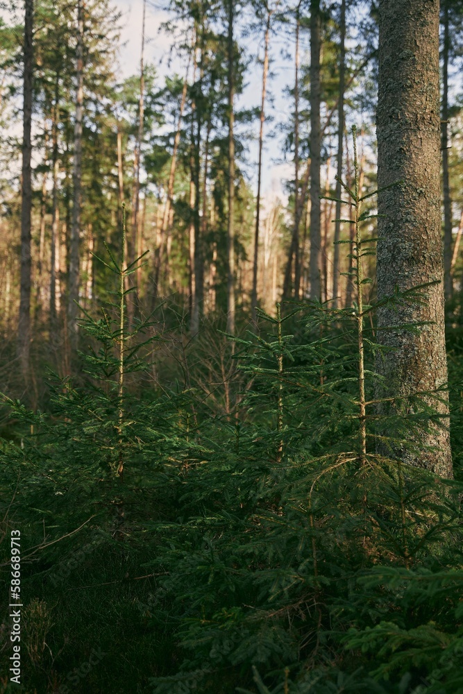 Green sprouts of spruce trees. Young sapling of spruce grows in the forest ground with green moss. Small coniferous tree.