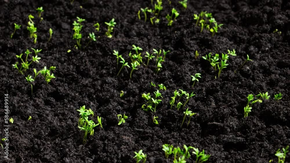 Growing plants in spring timelapse, Cress salad sprouts germination from seeds Growing plants in spring timelapse, Cress salad sprouts germination from seeds