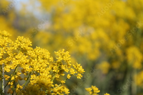 Fiori gialli di campagna