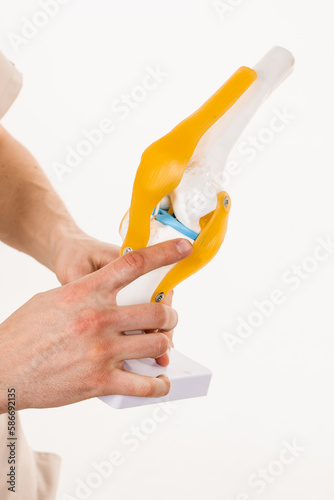 Anatomical model of knee joint on white background. Knee joint anatomy close-up.